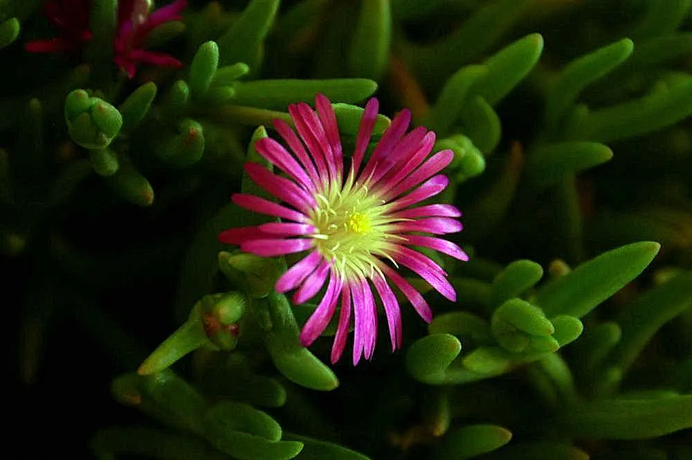 Hardy Ice Plant (Delosperma Cooperi) — typically in shades of magenta or purple; ground cover / succulent for full, image 39