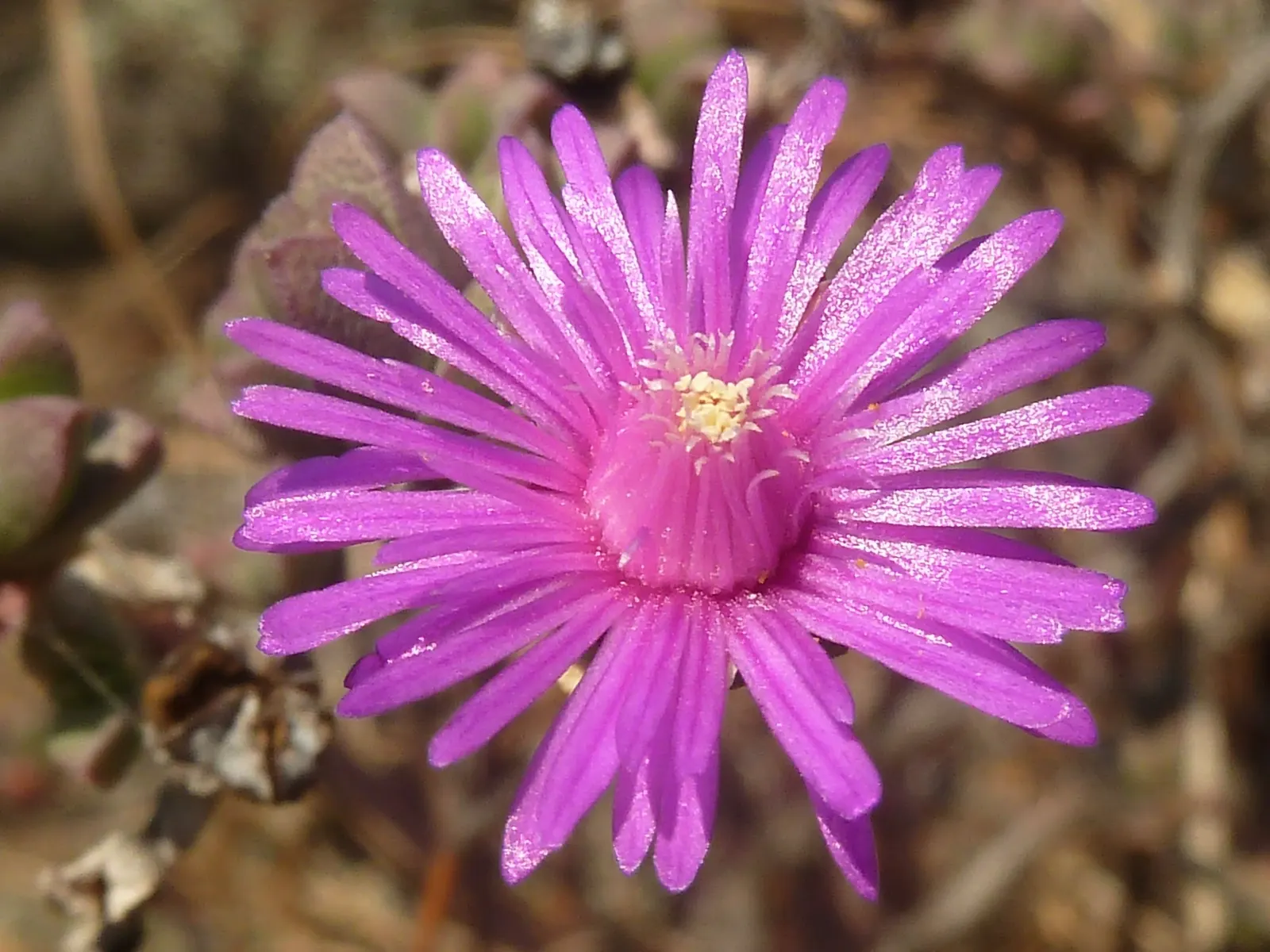 Hardy Ice Plant (Delosperma Cooperi) — Commonly nestled in rock gardens; delosperma cooperi, the Hardy Ice Plant, is a vibrant, low-growing, image 52