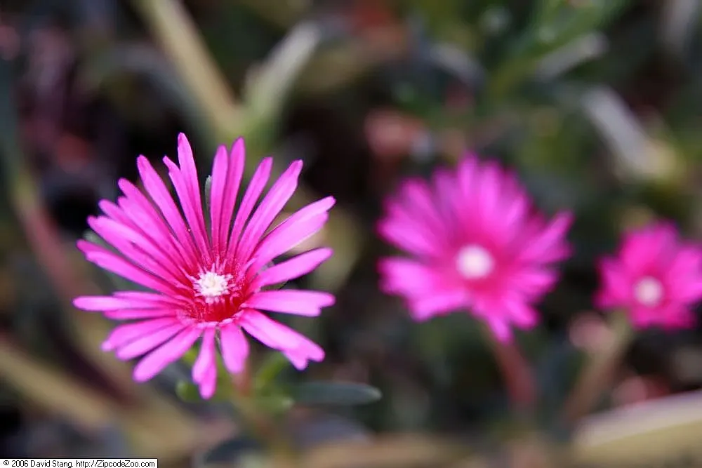 Hardy Ice Plant (Delosperma Cooperi) — pink flowers in the garden, image 28