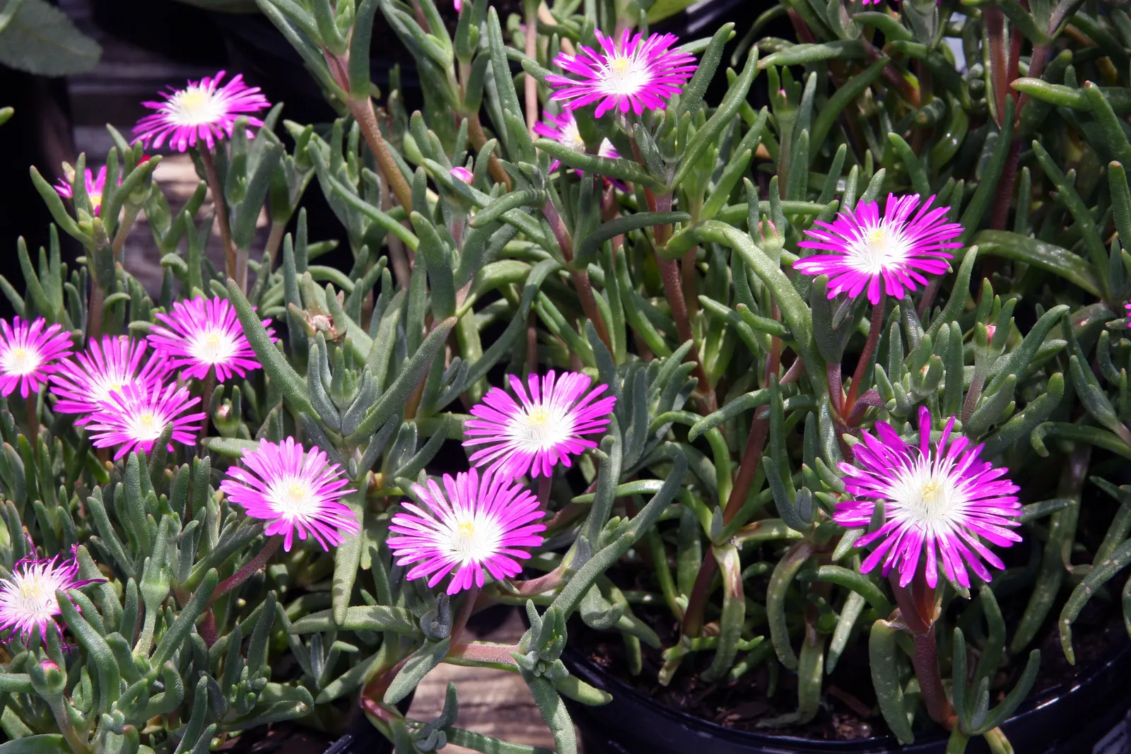 Hardy Ice Plant (Delosperma Cooperi) — ground cover / succulent with pink blooms; requires well-drained soil and minimal water, making it perfect, image 44