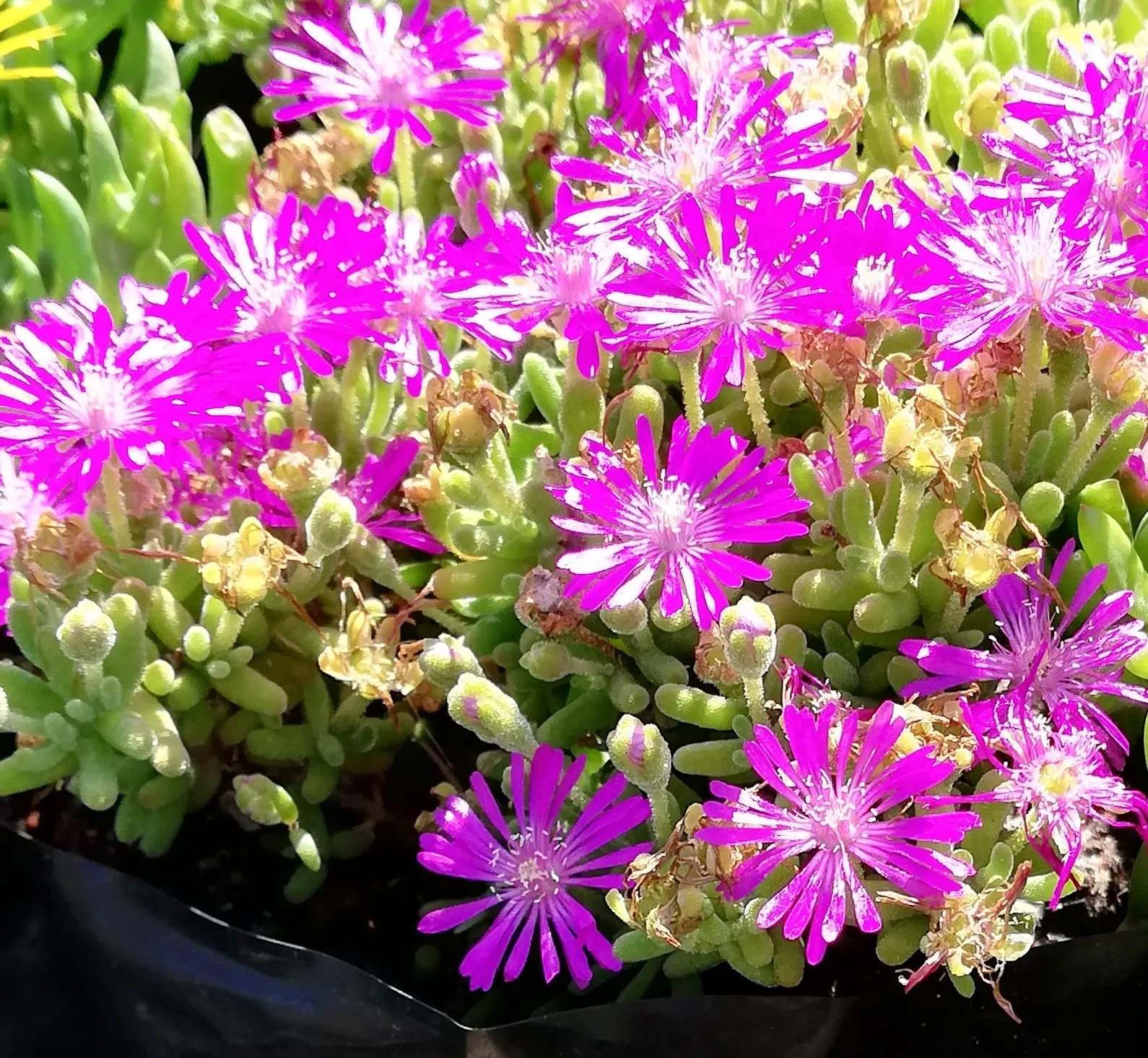 Hardy Ice Plant (Delosperma Cooperi) — and it is capable of tolerating heat and aridity with ease.<br><br>For the landscape designer; is a vigorous, image 72