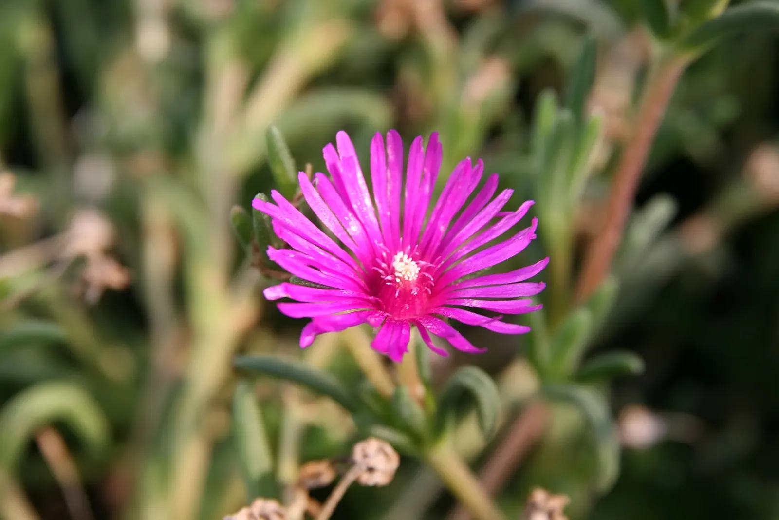 Hardy Ice Plant (Delosperma Cooperi) — typically in shades of magenta or purple
