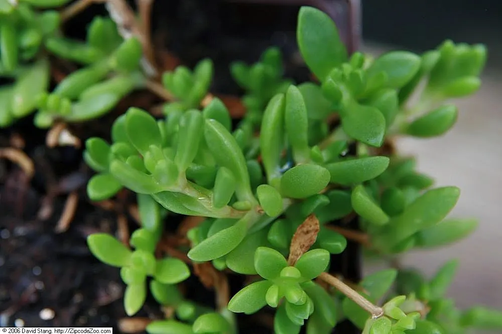 Hardy Ice Plant (Delosperma Cooperi) — Its fleshy, evergreen foliage adds year-round interest; it requires minimal care once established, making it, image 64