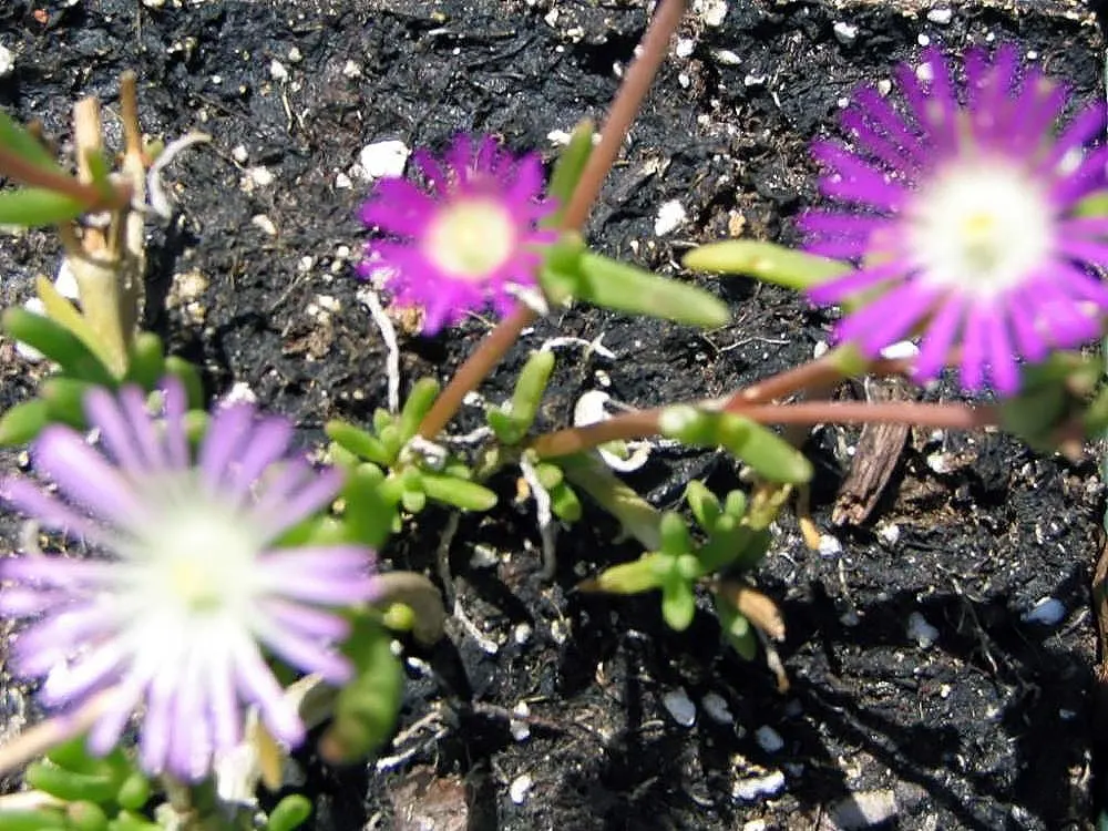 Hardy Ice Plant (Delosperma Cooperi) — Requires well-drained soil and minimal water, making it perfect for water-conscious landscapes; it, image 65
