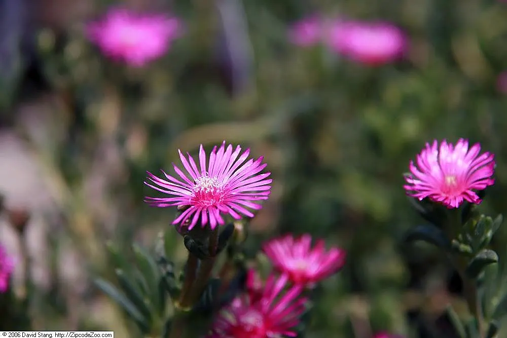 Hardy Ice Plant (Delosperma Cooperi) — ground cover / succulent with pink blooms; requires well-drained soil and minimal water, making it perfect for