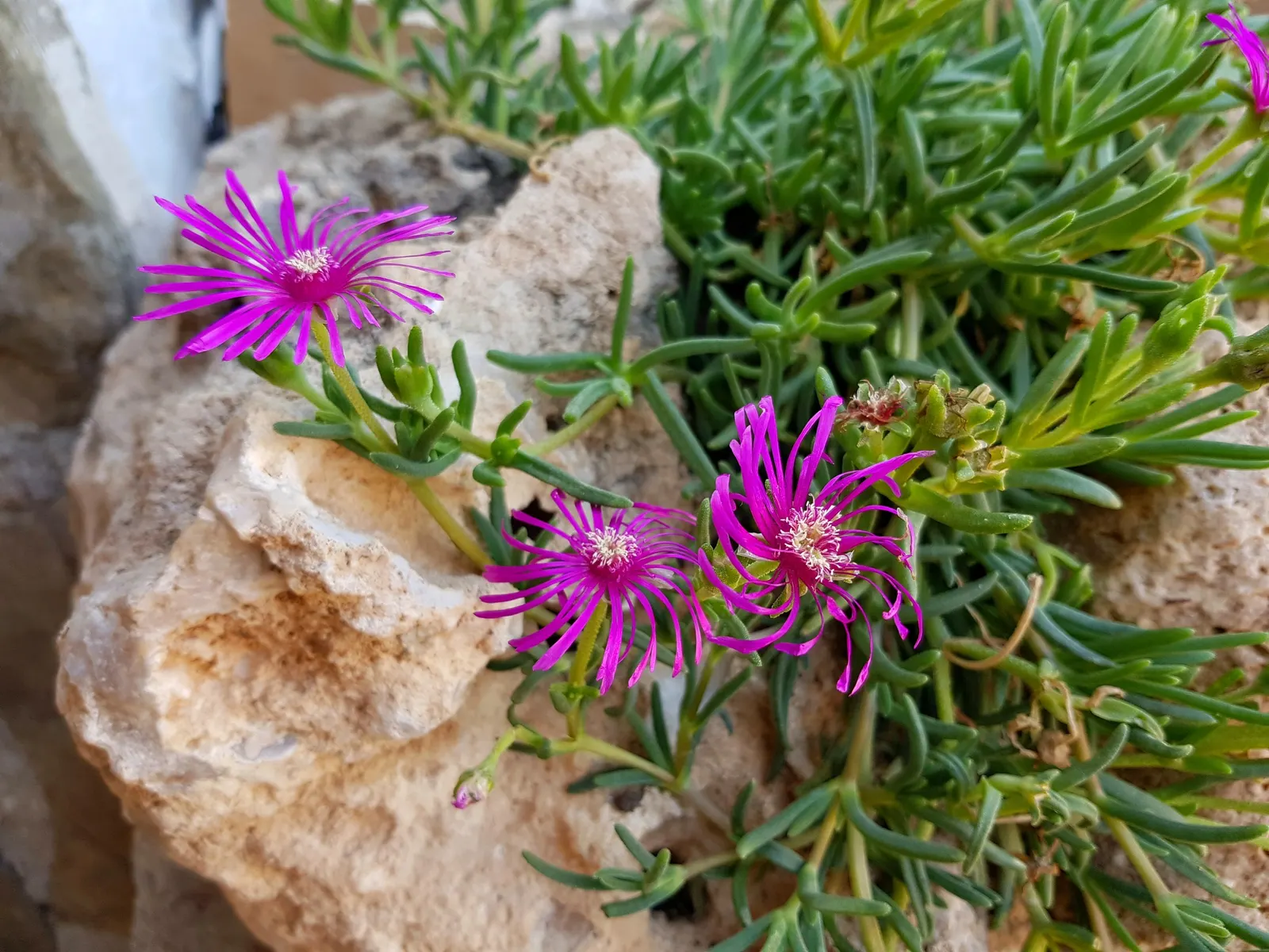 Hardy Ice Plant (Delosperma Cooperi) — Requires well-drained soil and minimal water, making it perfect for water-conscious landscapes; it, image 80