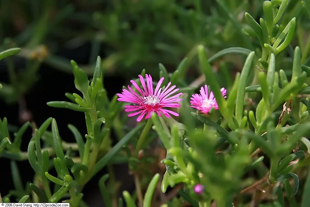 Hardy Ice Plant (Delosperma Cooperi) — pink flowers in the garden, image 58