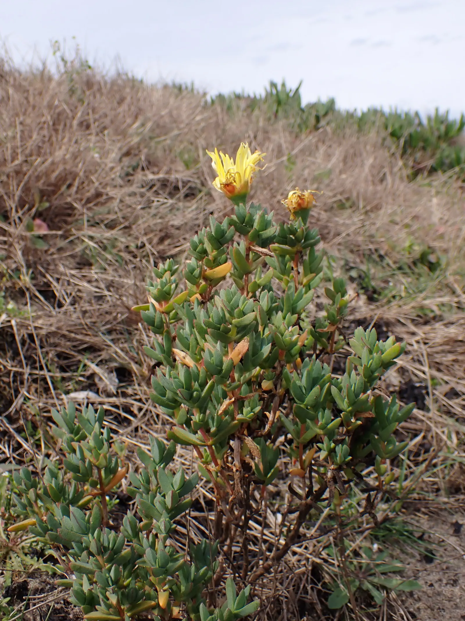 Hardy Ice Plant (Delosperma Cooperi) — typically in shades of magenta or purple; ground cover / succulent for full, image 54
