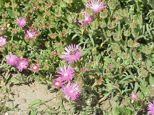 Hardy Ice Plant (Delosperma Cooperi) — and it is capable of tolerating heat and aridity with ease.<br><br>For the landscape designer