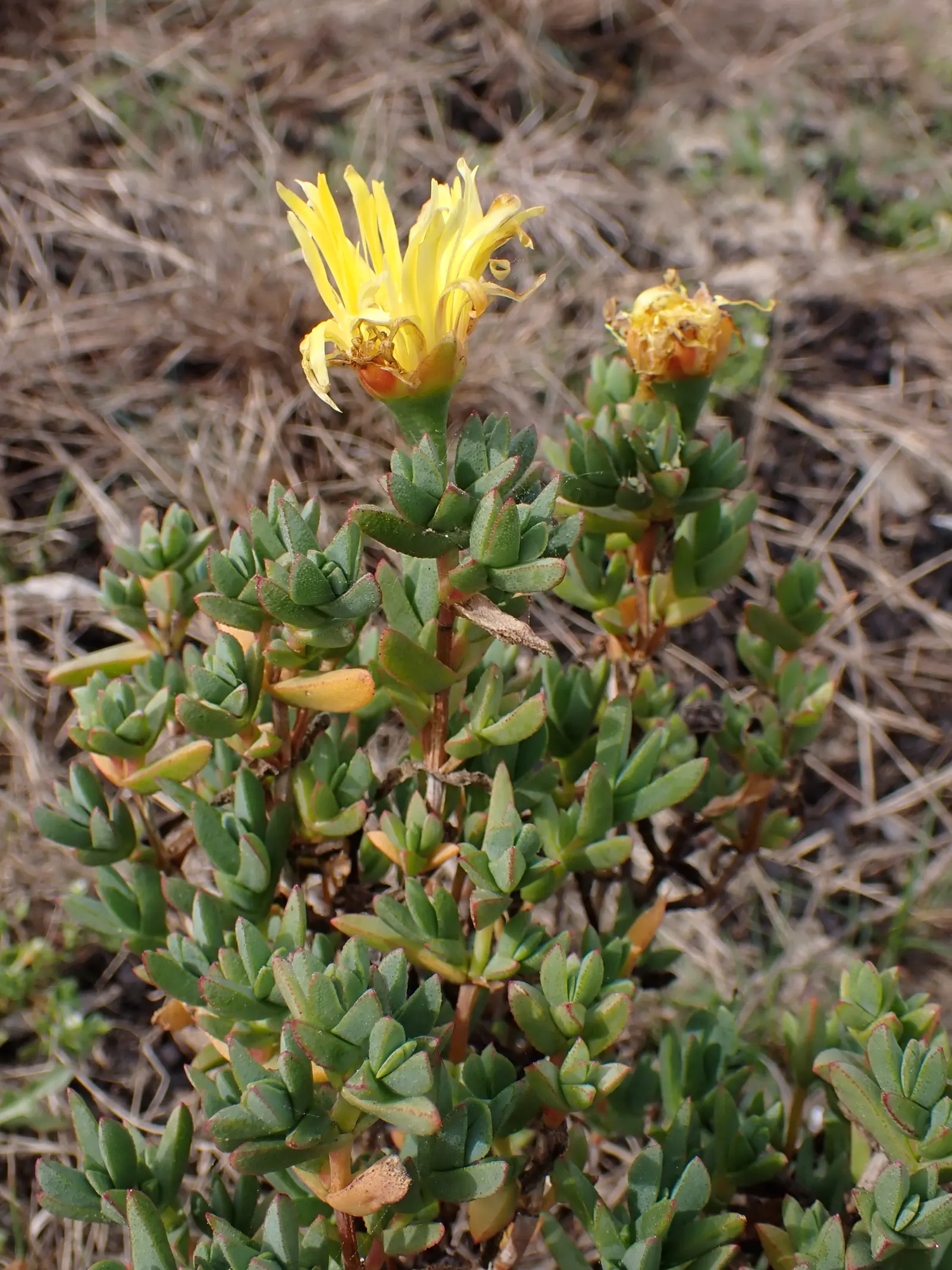 Hardy Ice Plant (Delosperma Cooperi) — Requires well-drained soil and minimal water, making it perfect for water-conscious landscapes; it, image 50