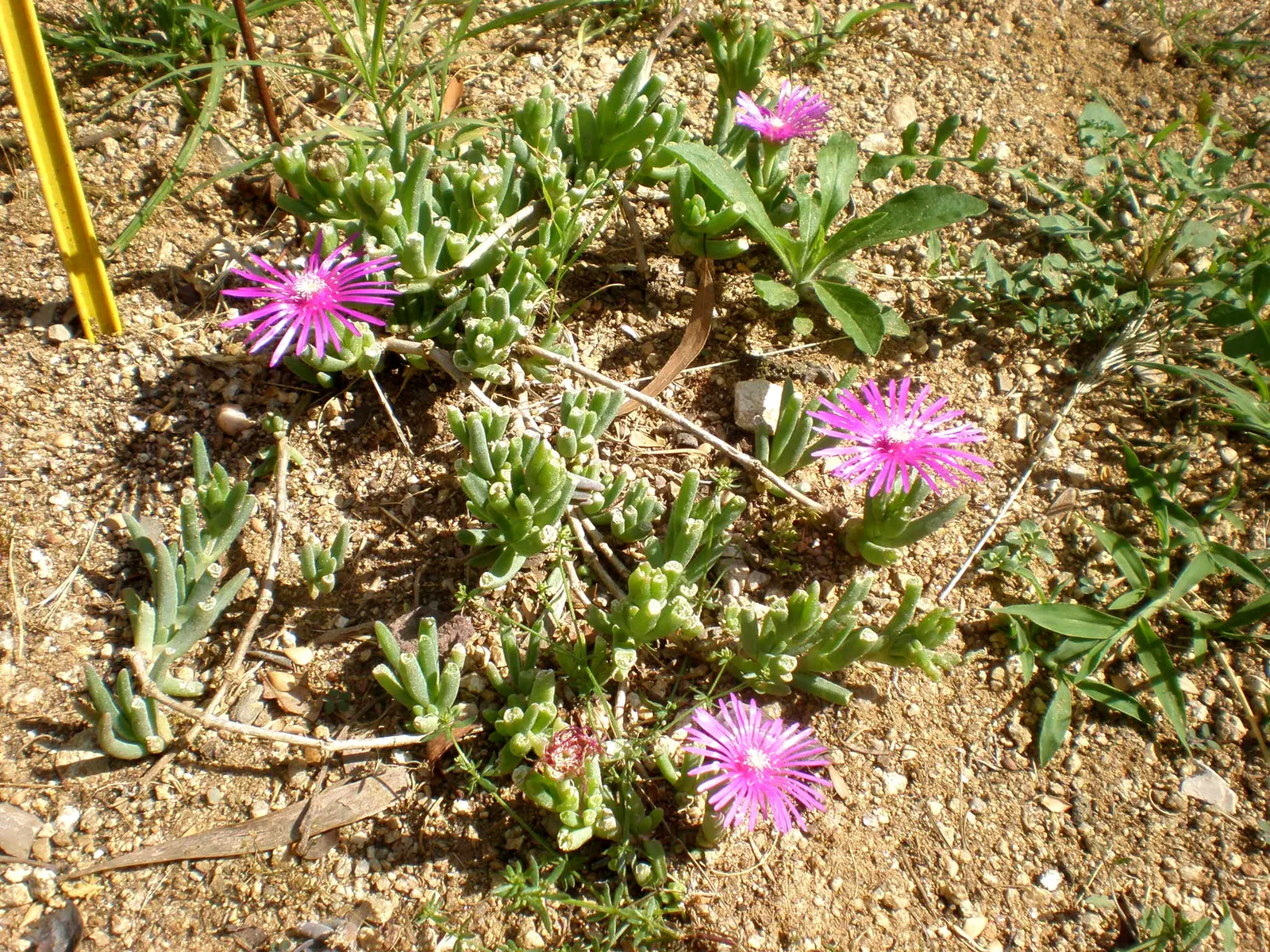 Hardy Ice Plant (Delosperma Cooperi) — evergreen leaves which are cylindrical and succulent in nature, image 68