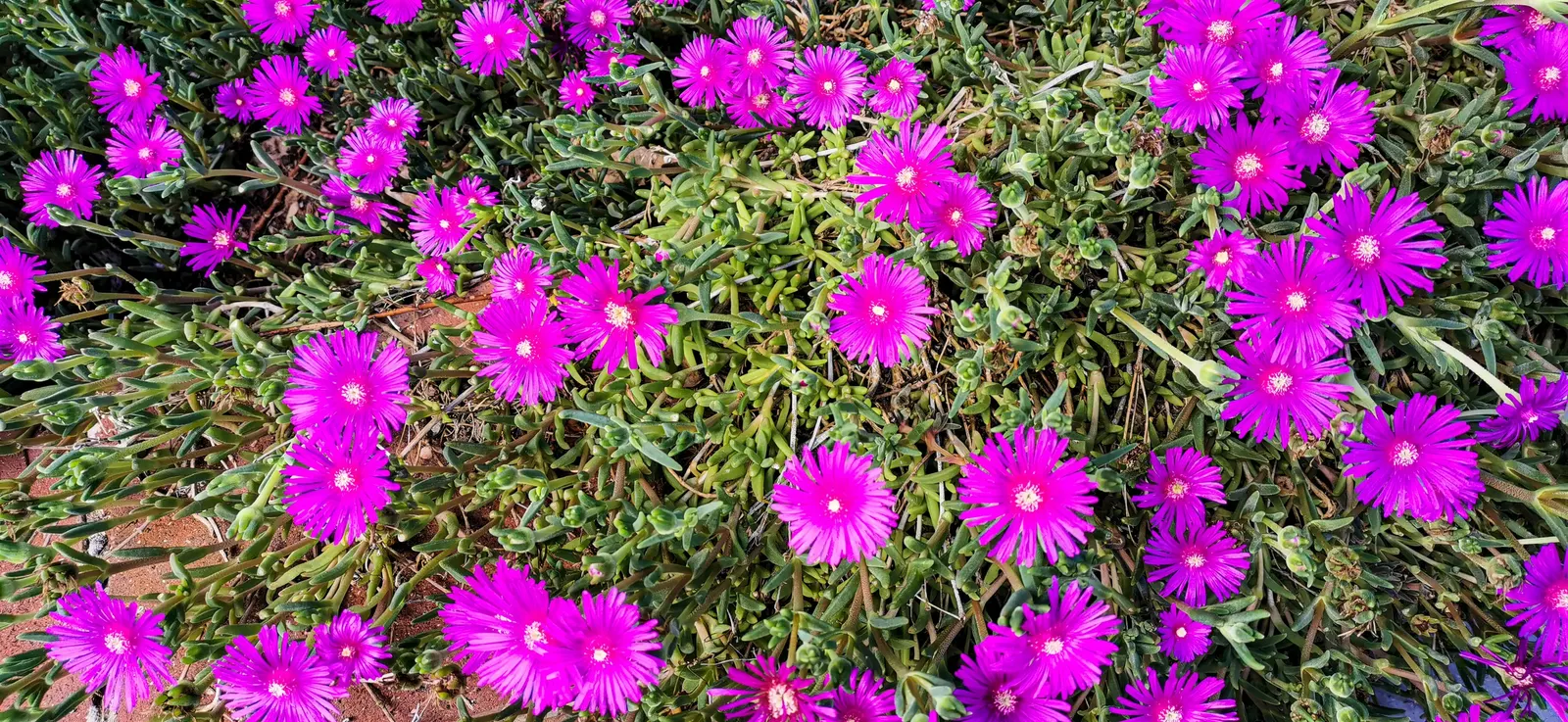 Hardy Ice Plant (Delosperma Cooperi) — evergreen leaves which are cylindrical and succulent in nature, image 83