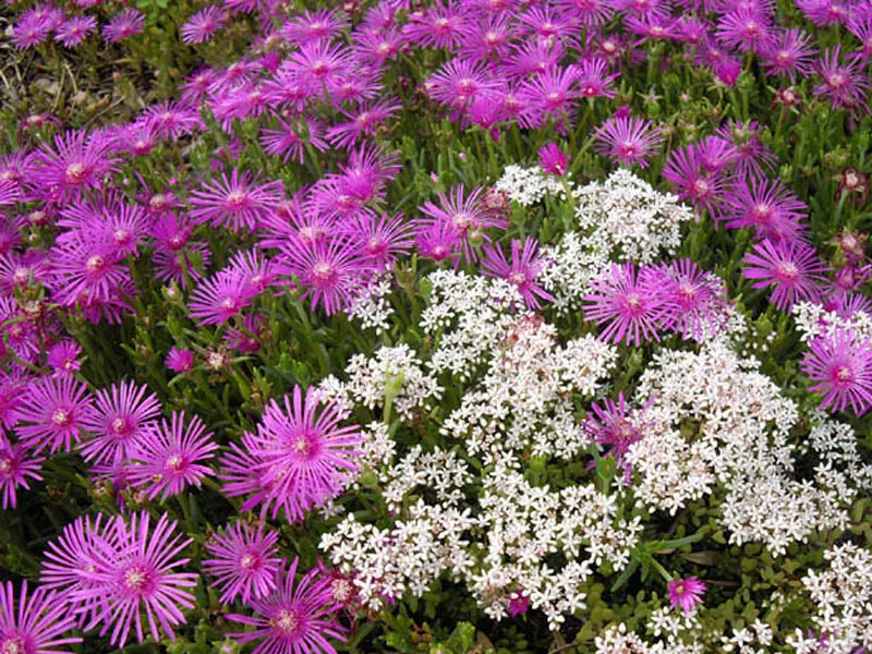 Hardy Ice Plant (Delosperma Cooperi) — pink flowers in the garden, image 73