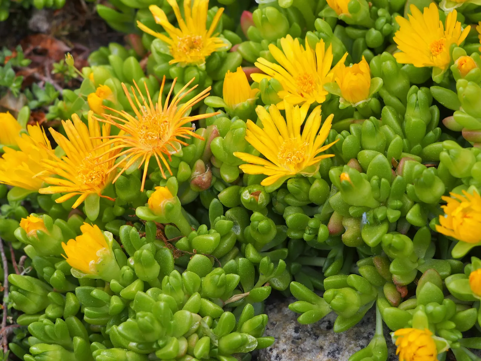Hardy Ice Plant (Delosperma Cooperi) — Water requirements are low; ground cover / succulent with pink blooms, image 56