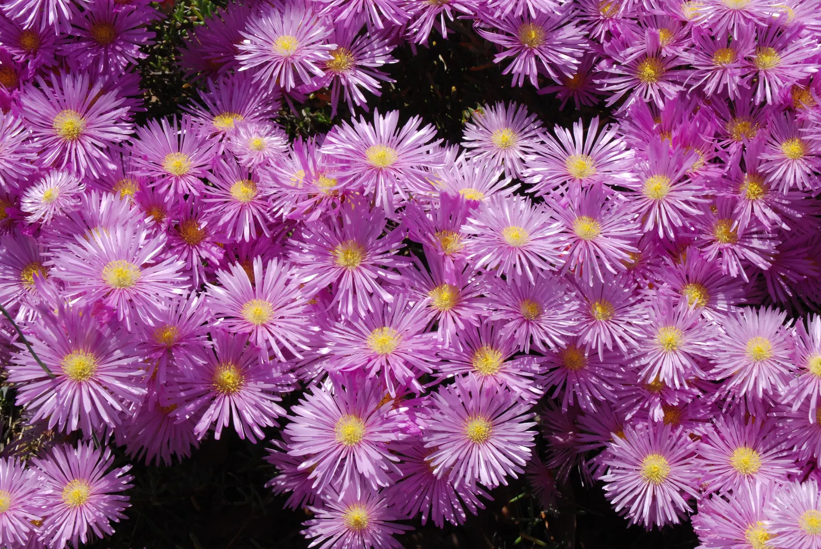Hardy Ice Plant (Delosperma Cooperi) — Water requirements are low