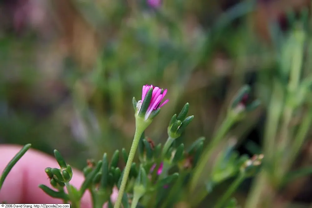 Hardy Ice Plant (Delosperma Cooperi) — evergreen leaves which are cylindrical and succulent in nature, image 38