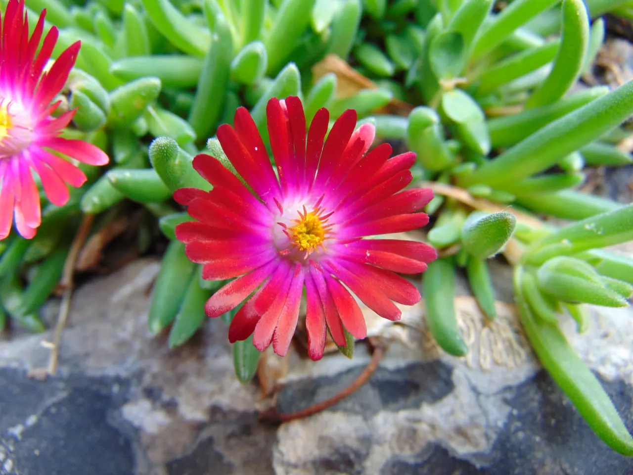 Hardy Ice Plant (Delosperma Cooperi) — pink flowers in the garden