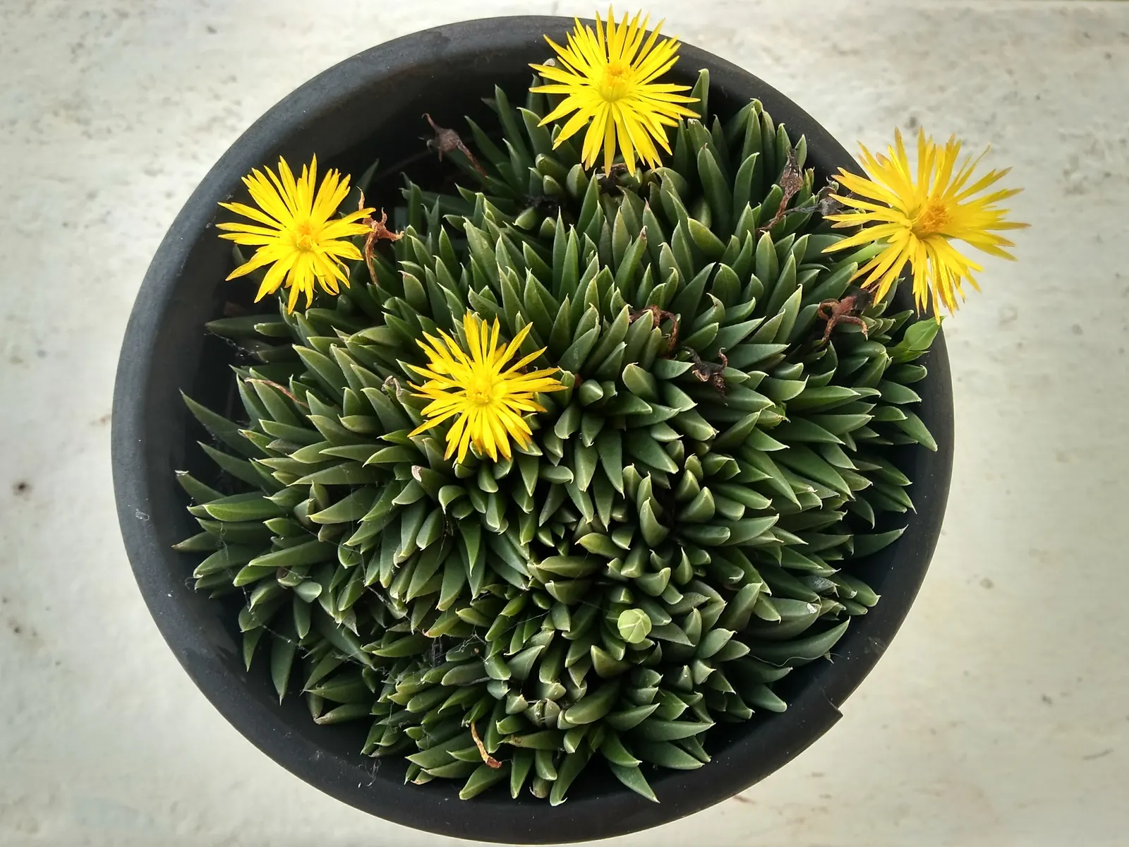 Hardy Ice Plant (Delosperma Cooperi) — and it is capable of tolerating heat and aridity with ease.<br><br>For the landscape designer; is a vigorous, image 42