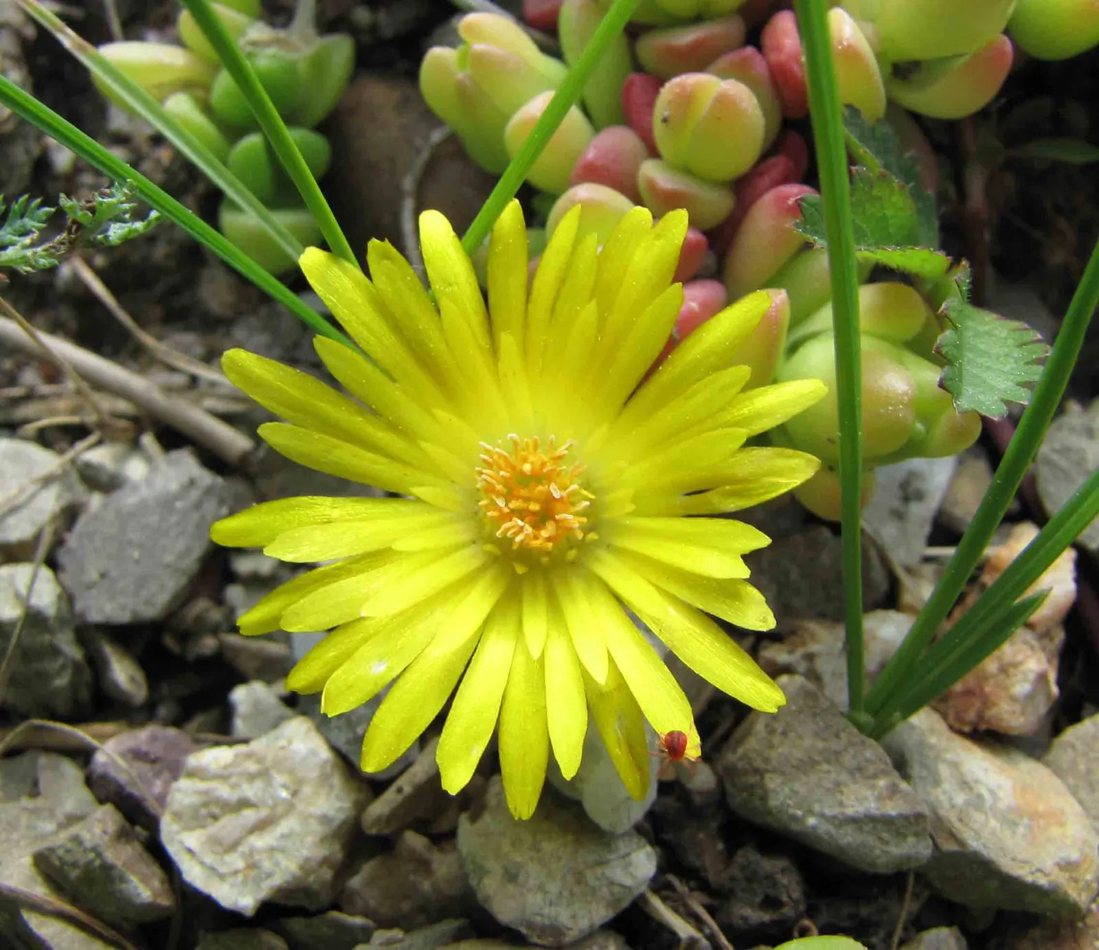 Hardy Ice Plant (Delosperma Cooperi) — Water requirements are low; ground cover / succulent with pink blooms, image 41