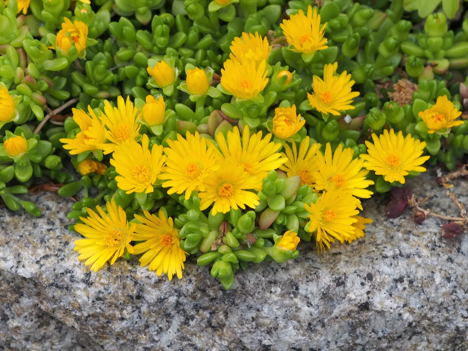 Hardy Ice Plant (Delosperma Cooperi) — and it is capable of tolerating heat and aridity with ease.<br><br>For the landscape designer; is a vigorous, image 57