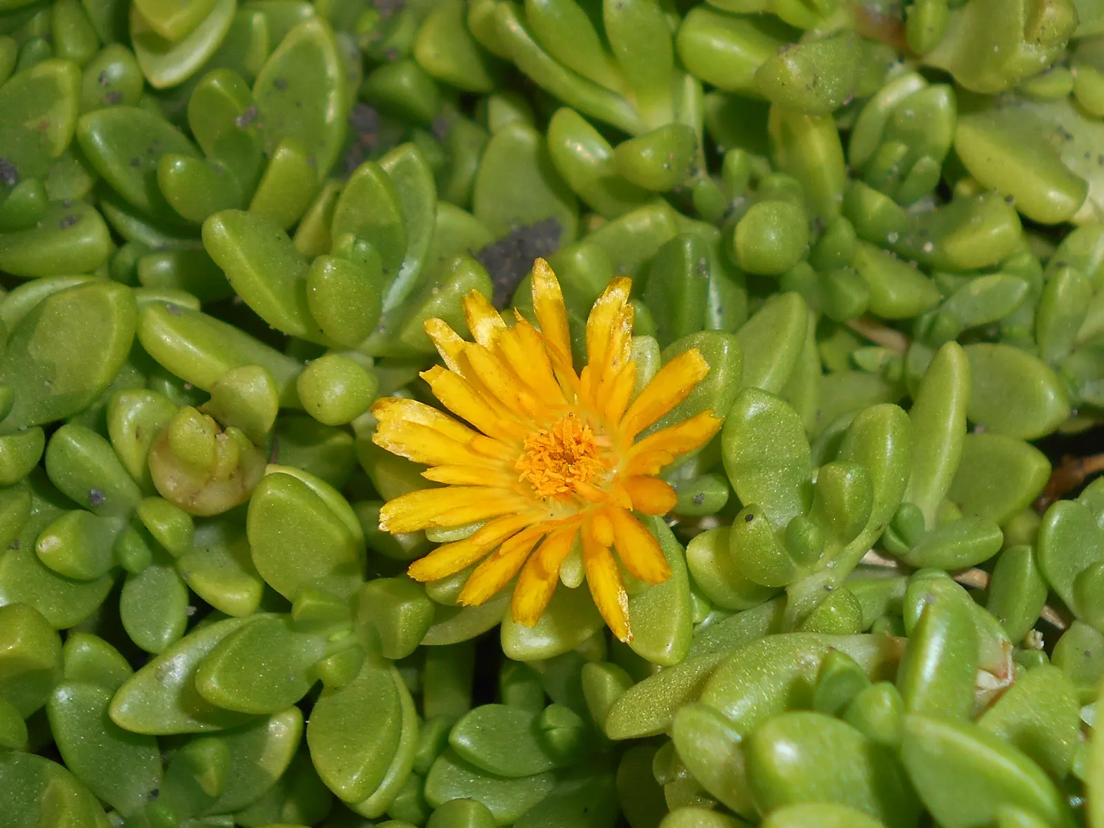Hardy Ice Plant (Delosperma Cooperi) — is a vigorous perennial ground cover known for its vibrant flower display and excellent drought resistance, image 36