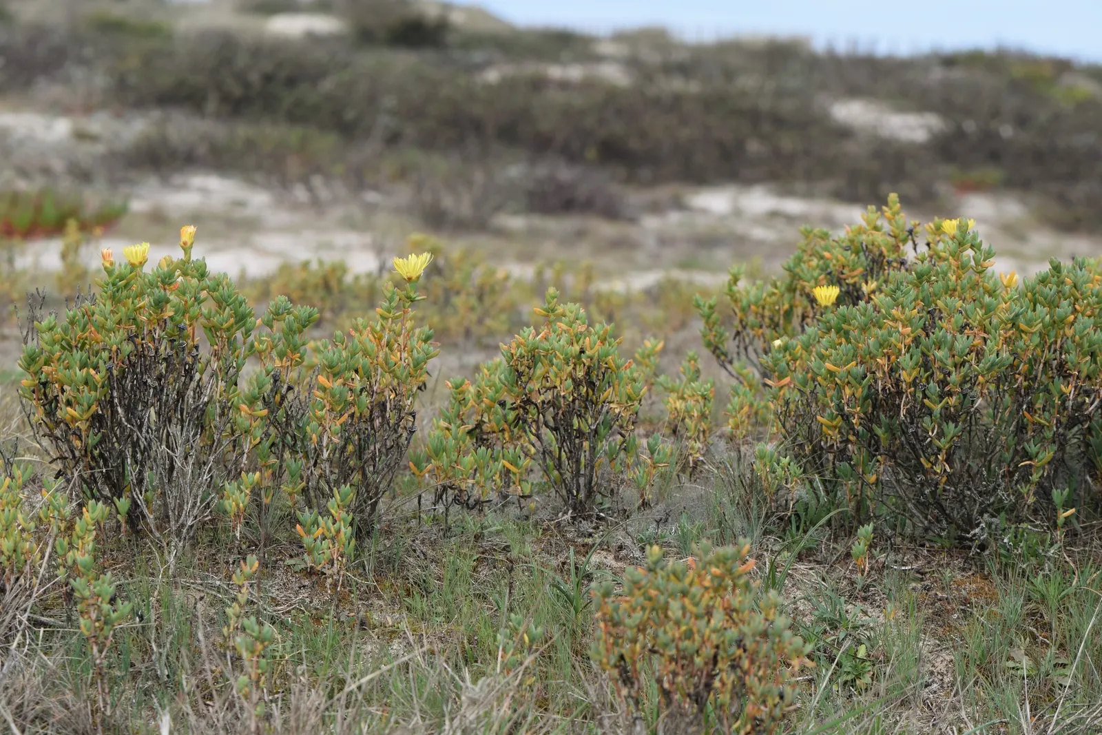 Hardy Ice Plant (Delosperma Cooperi) — Its fleshy, evergreen foliage adds year-round interest; it requires minimal care once established, making it, image 49