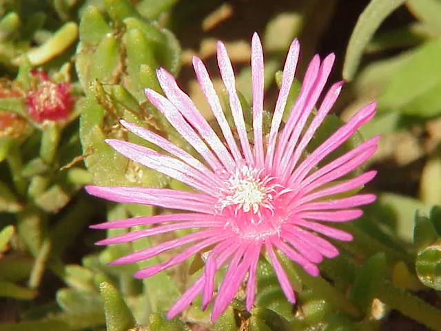 Hardy Ice Plant (Delosperma Cooperi) — is a vigorous perennial ground cover known for its vibrant flower display and excellent drought resistance, image 81