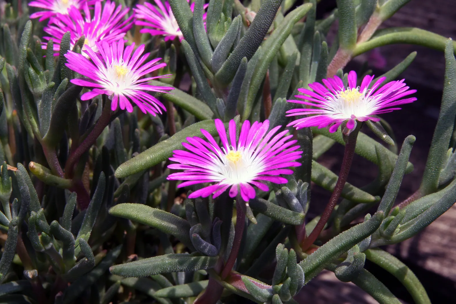 Hardy Ice Plant (Delosperma Cooperi) — evergreen leaves which are cylindrical and succulent in nature