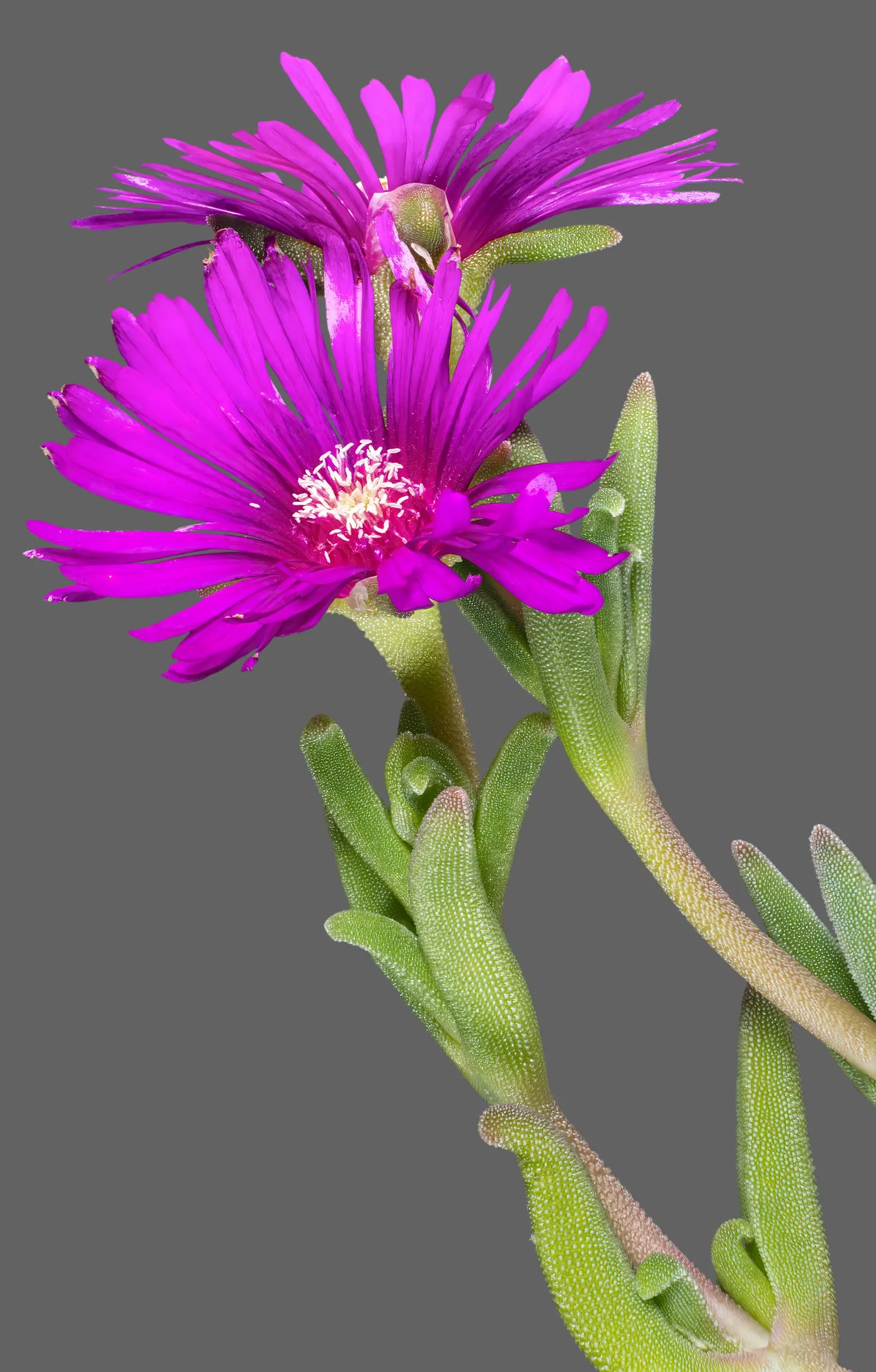 Hardy Ice Plant (Delosperma Cooperi) — ground cover / succulent for full; and it is capable of tolerating heat and aridity with ease.<br><br>For, image 75