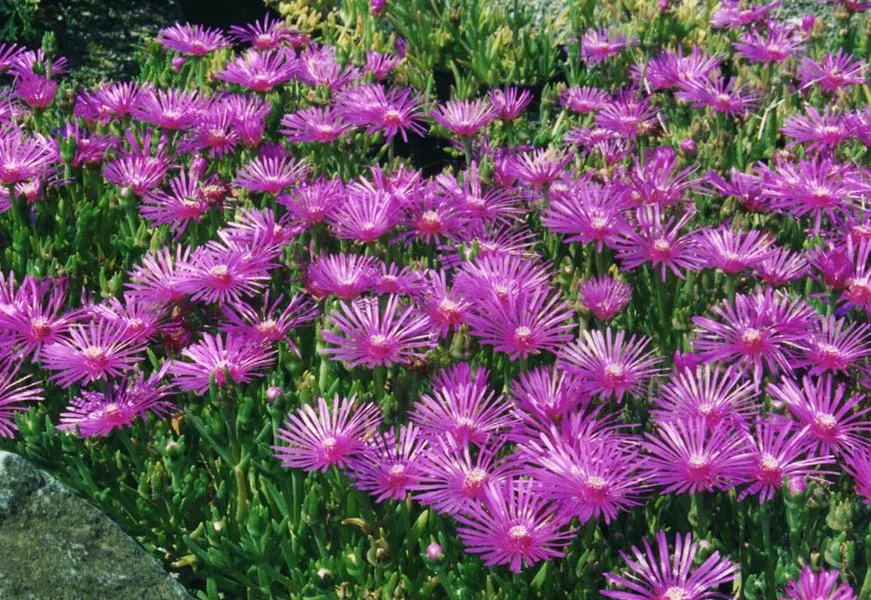 Hardy Ice Plant (Delosperma Cooperi) — It requires minimal care once established, making it an excellent choice for xeriscaping