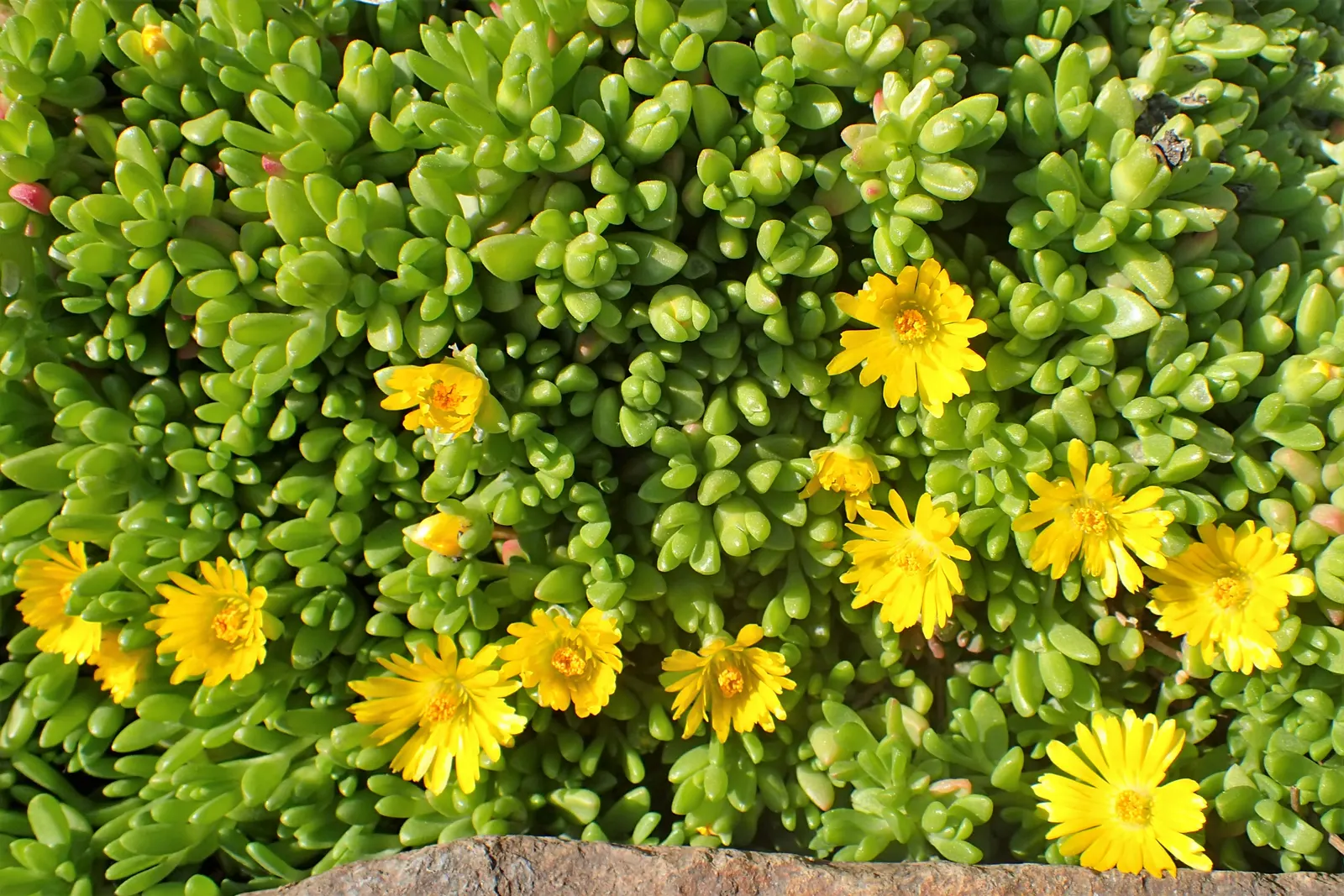 Hardy Ice Plant (Delosperma Cooperi) — It flourishes in full sun, reaching 3-6 inches in height with a spread of 18-24 inches; water requirements, image 32