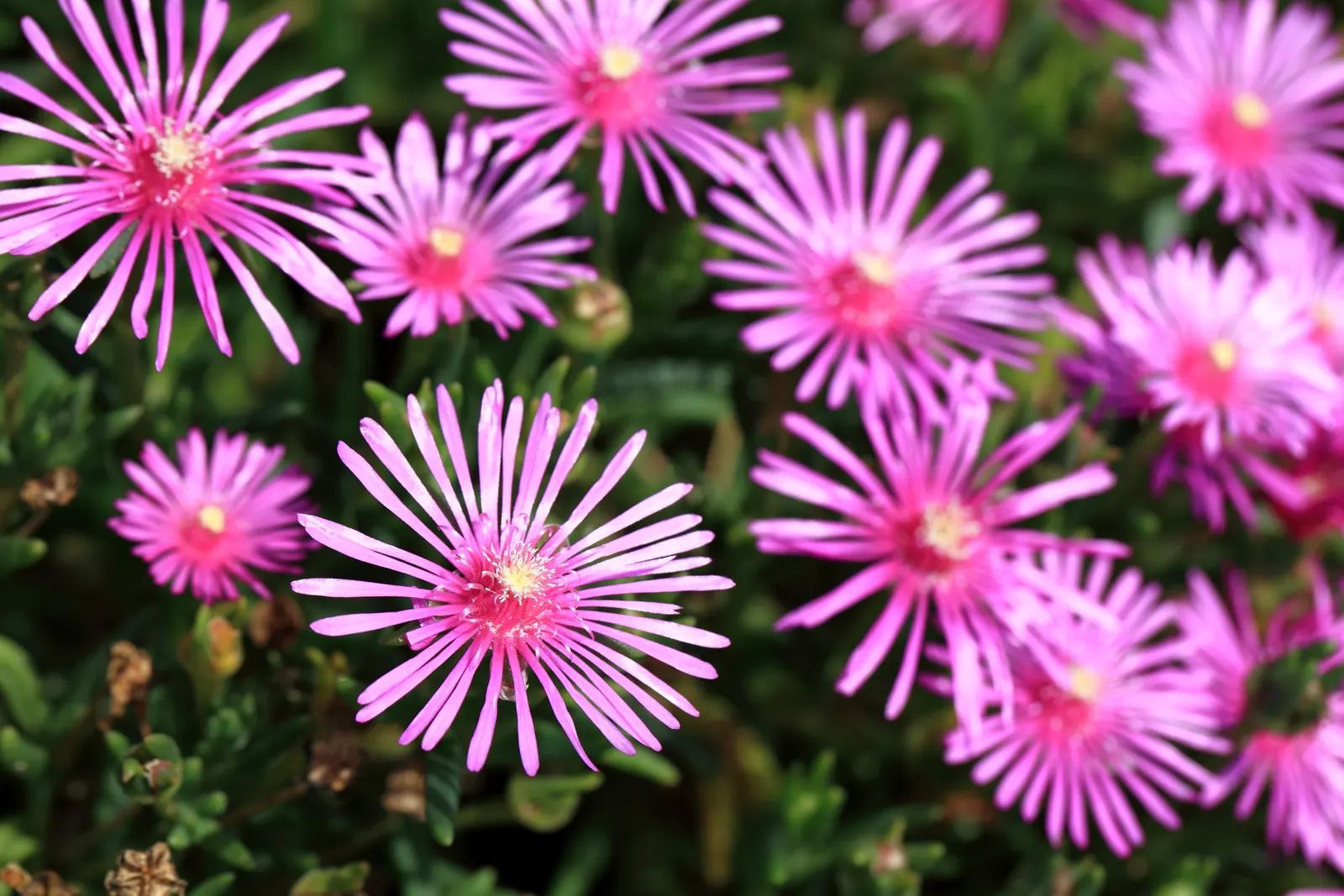 Hardy Ice Plant (Delosperma Cooperi) — Commonly nestled in rock gardens; delosperma cooperi, the Hardy Ice Plant, is a vibrant, low-growing, image 82