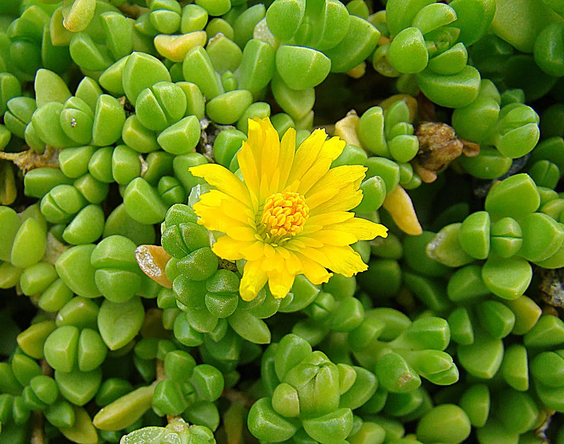 Hardy Ice Plant (Delosperma Cooperi) — It flourishes in full sun, reaching 3-6 inches in height with a spread of 18-24 inches; water requirements, image 47