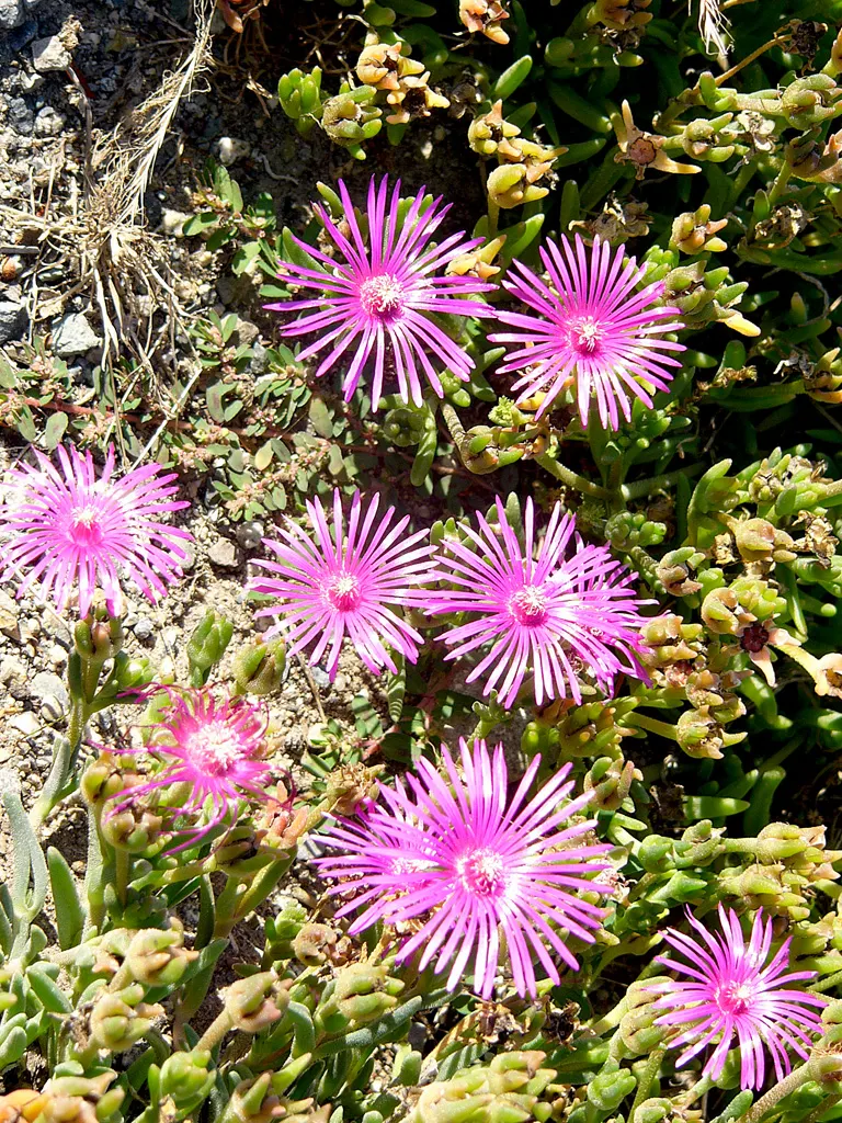 Hardy Ice Plant (Delosperma Cooperi) — typically in shades of magenta or purple; ground cover / succulent for full, image 69