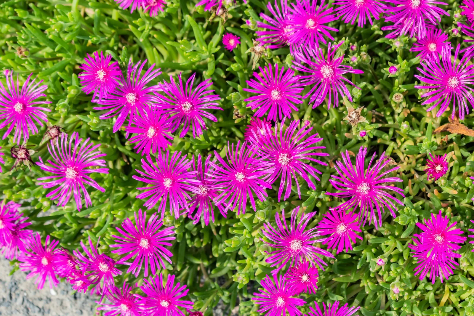 Hardy Ice Plant (Delosperma Cooperi) — Water requirements are low; ground cover / succulent with pink blooms, image 71