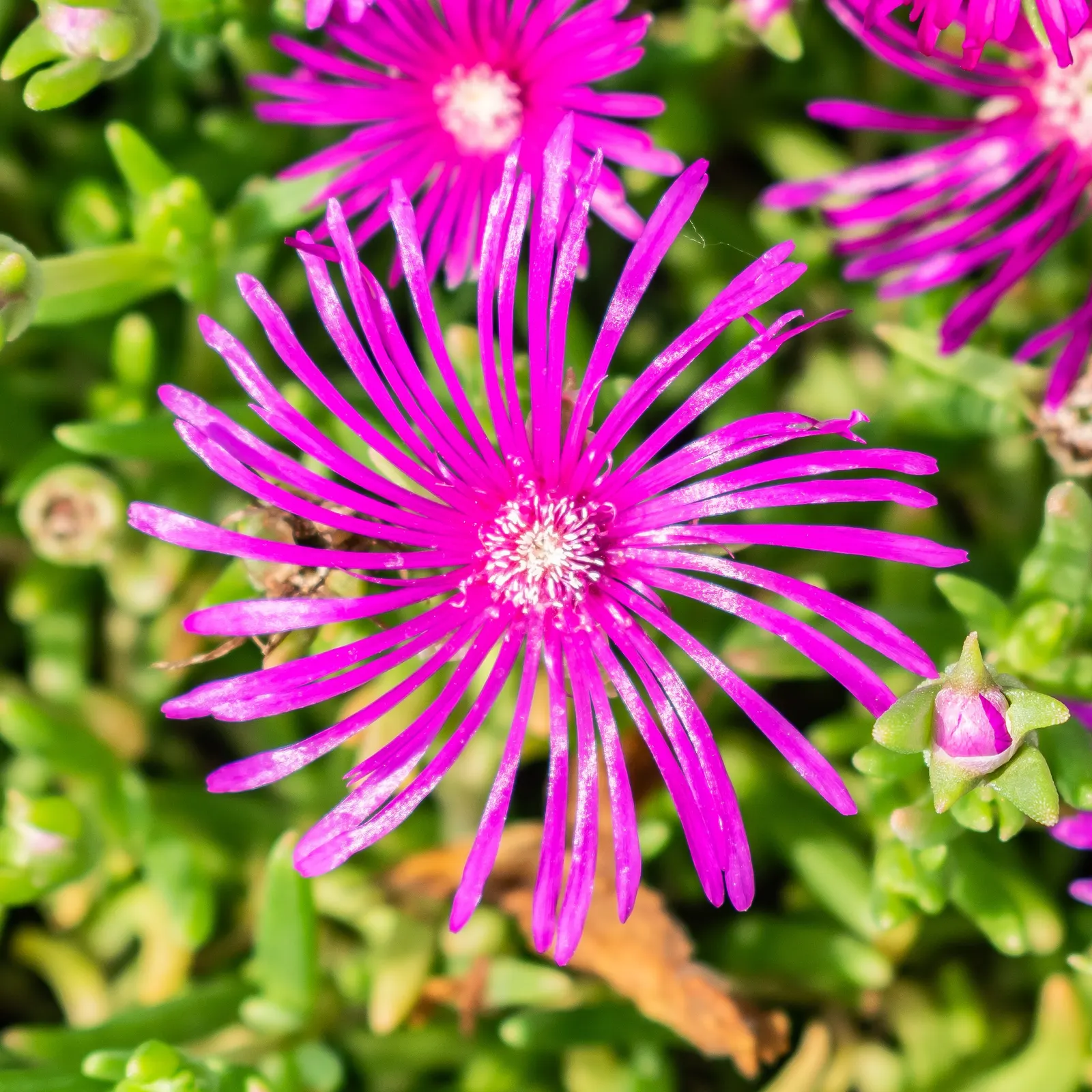 Hardy Ice Plant (Delosperma Cooperi) — ground cover / succulent with pink blooms; requires well-drained soil and minimal water, making it perfect, image 74