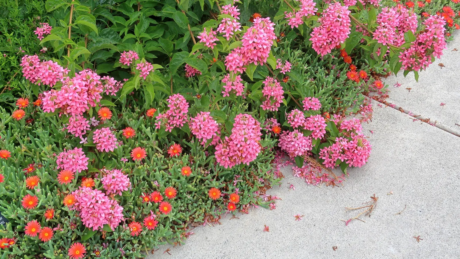 Hardy Ice Plant (Delosperma Cooperi) — It flourishes in full sun, reaching 3-6 inches in height with a spread of 18-24 inches; water requirements are low