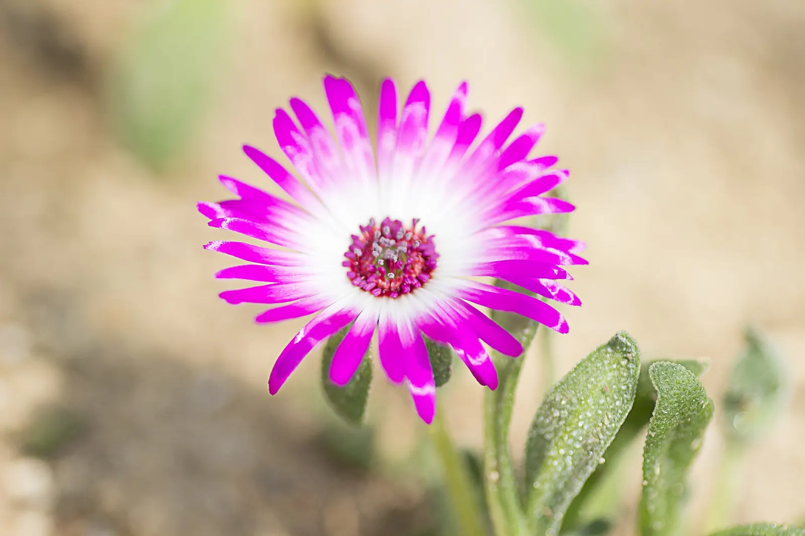 Hardy Ice Plant (Delosperma Cooperi) — Its fleshy, evergreen foliage adds year-round interest; it requires minimal care once established, making it an