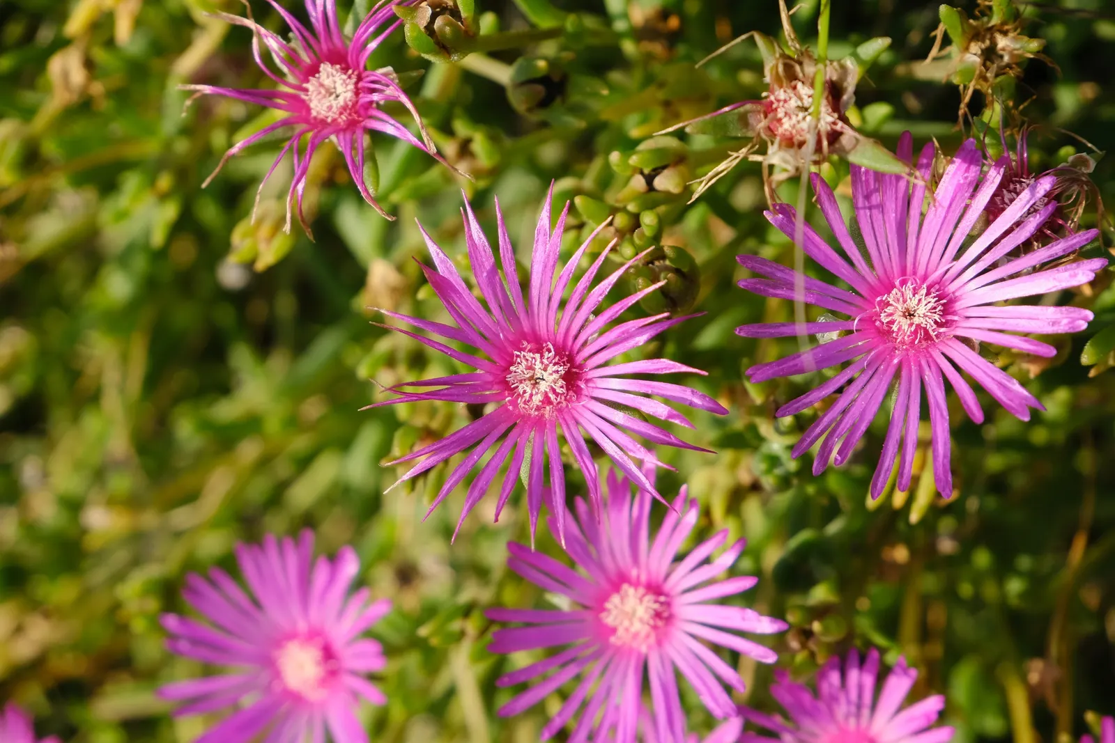 Hardy Ice Plant (Delosperma Cooperi) — Notable for its fuchsia daisy-like flowers, the plant blooms from early summer to frost, image 18
