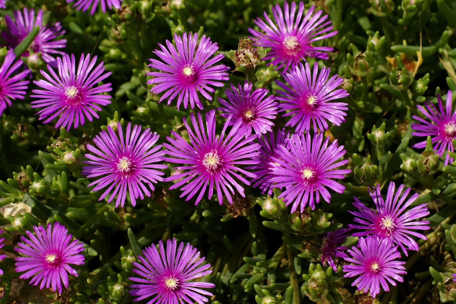 Hardy Ice Plant (Delosperma Cooperi) — It flourishes in full sun, reaching 3-6 inches in height with a spread of 18-24 inches; water requirements, image 77