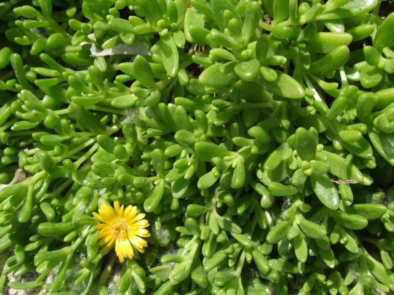 Hardy Ice Plant (Delosperma Cooperi) — Notable for its fuchsia daisy-like flowers, the plant blooms from early summer to frost, image 48