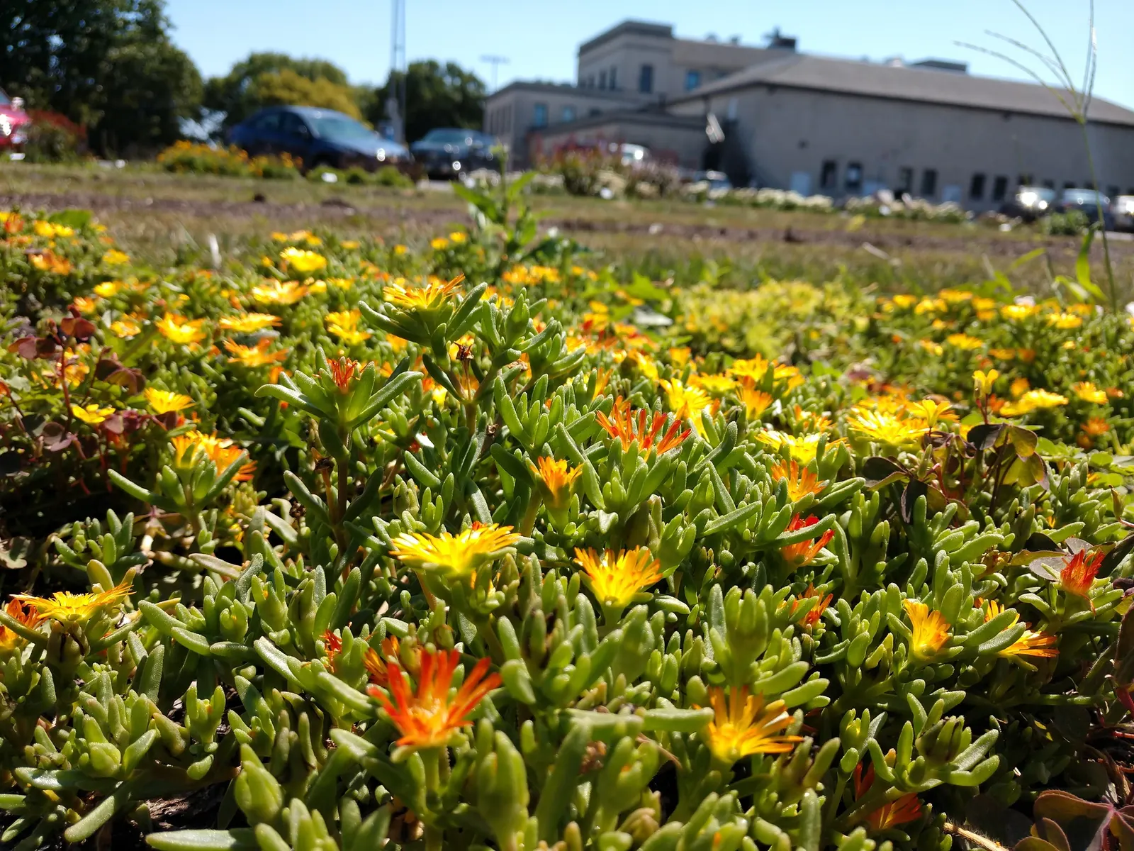 Hardy Ice Plant (Delosperma Cooperi) — It requires minimal care once established, making it an excellent choice for xeriscaping; commonly nestled in rock
