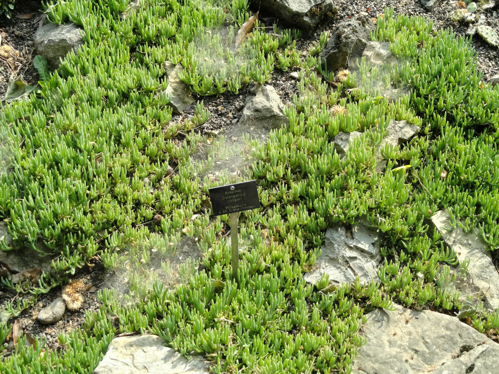 Hardy Ice Plant (Delosperma Cooperi) — It flourishes in full sun, reaching 3-6 inches in height with a spread of 18-24 inches