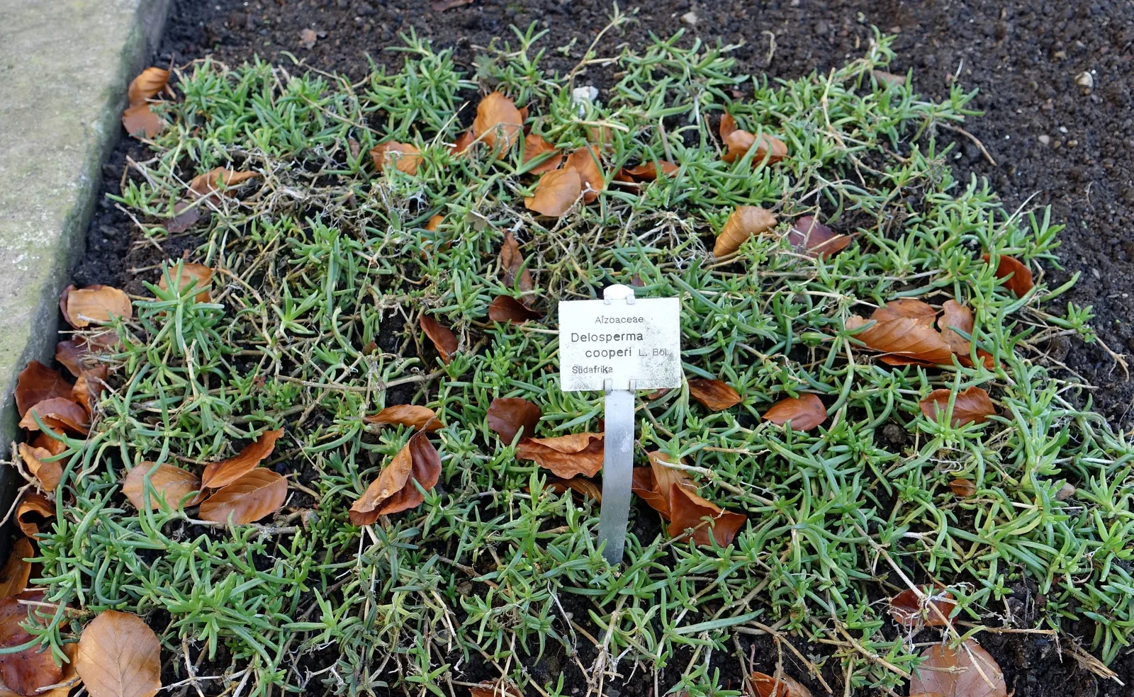Hardy Ice Plant (Delosperma Cooperi) — Notable for its fuchsia daisy-like flowers, the plant blooms from early summer to frost