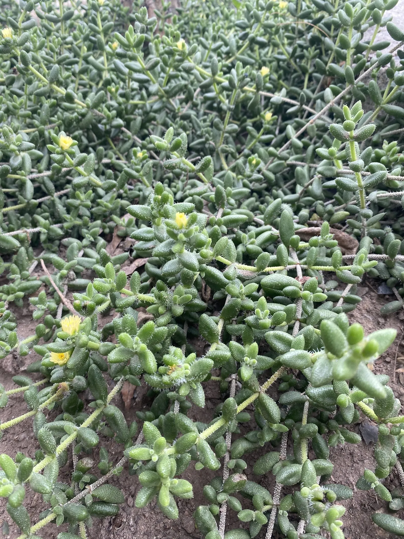 Hardy Ice Plant (Delosperma Cooperi) — Requires well-drained soil and minimal water, making it perfect for water-conscious landscapes; it flourishes in full