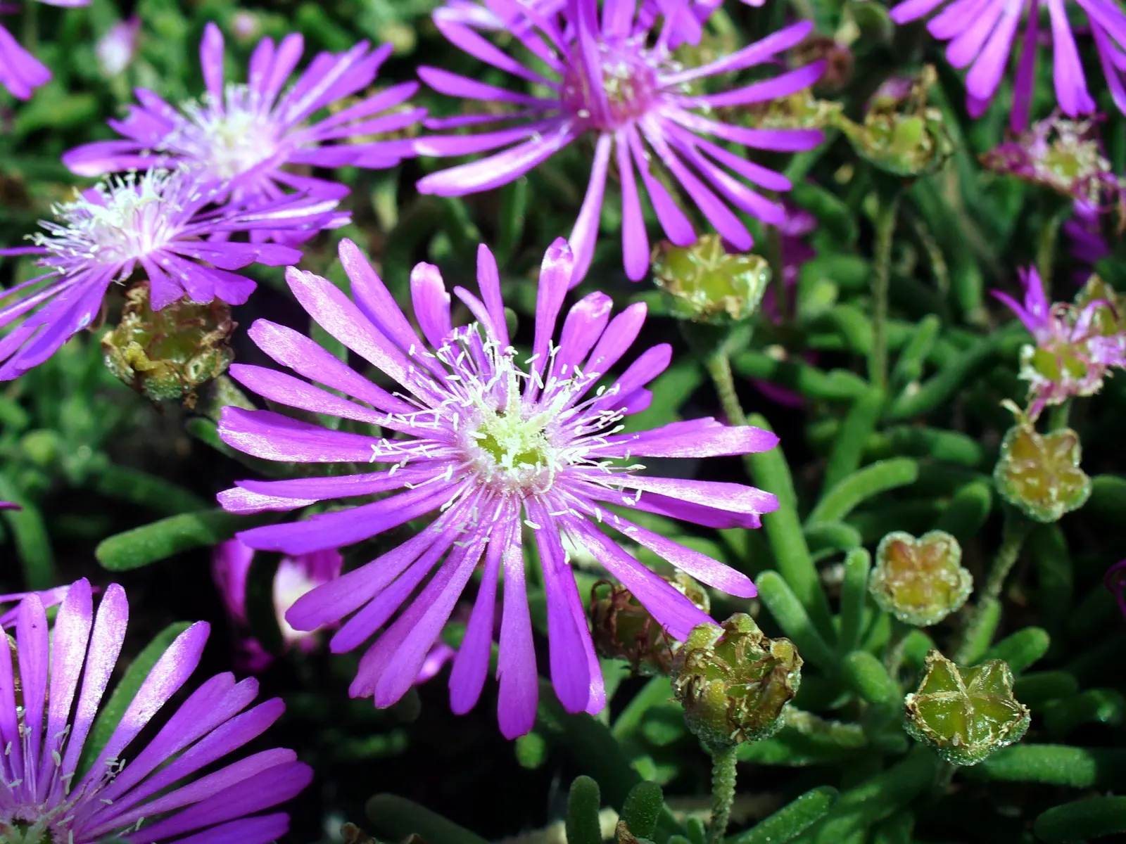 Hardy Ice Plant (Delosperma Cooperi) — Delosperma cooperi, the Hardy Ice Plant, is a vibrant, low-growing perennial succulent ideal for ground cover