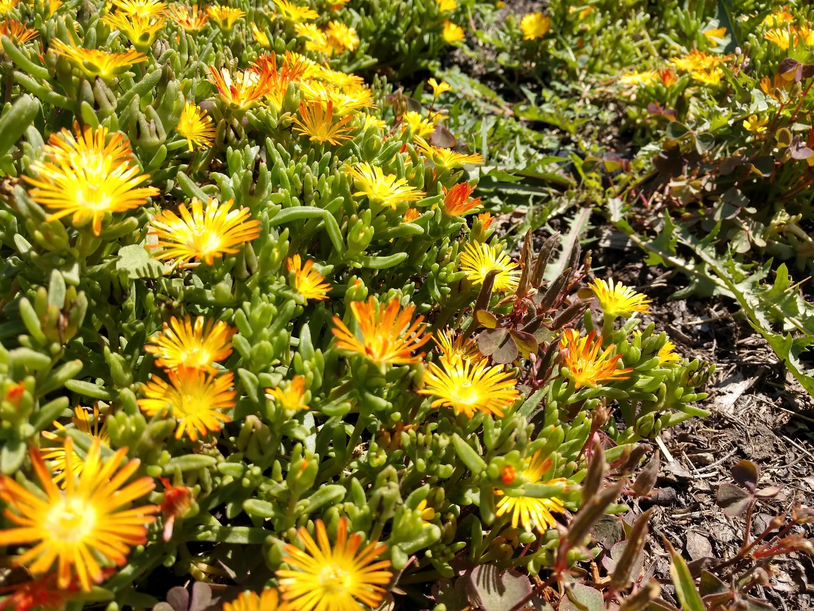 Hardy Ice Plant (Delosperma Cooperi) — typically in shades of magenta or purple; ground cover / succulent for full