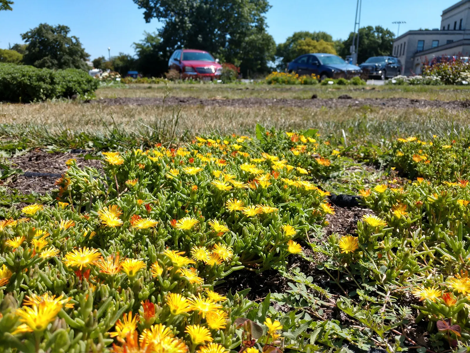Hardy Ice Plant (Delosperma Cooperi) — evergreen leaves which are cylindrical and succulent in nature, image 23