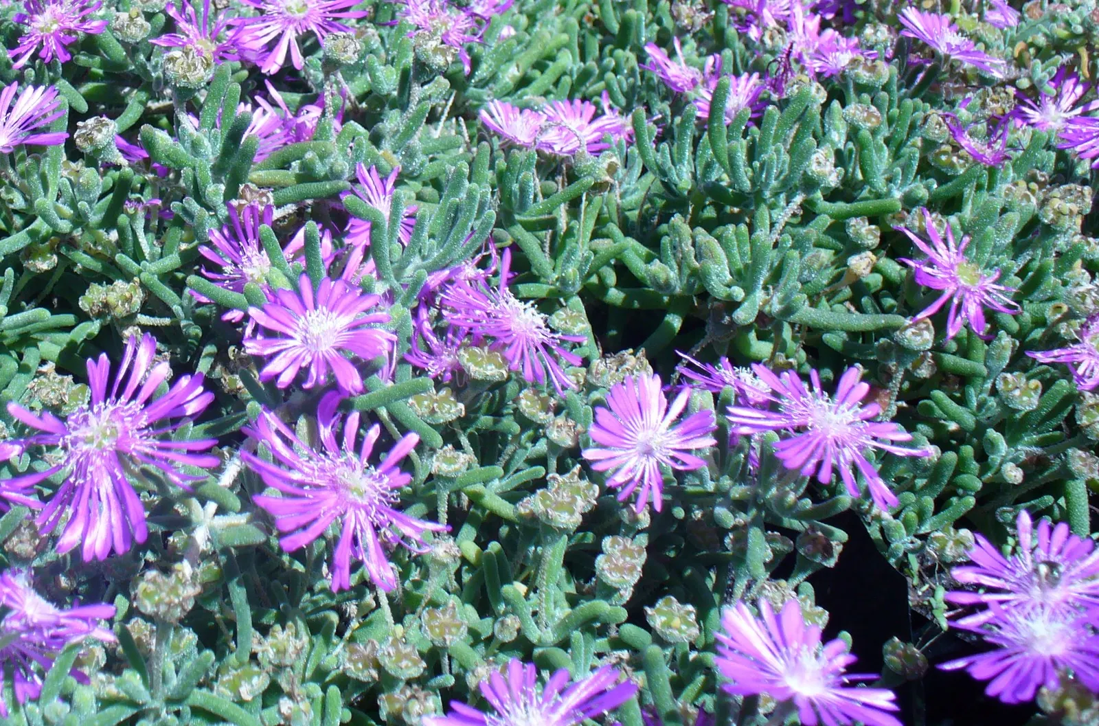 Hardy Ice Plant (Delosperma Cooperi) — Requires well-drained soil and minimal water, making it perfect for water-conscious landscapes
