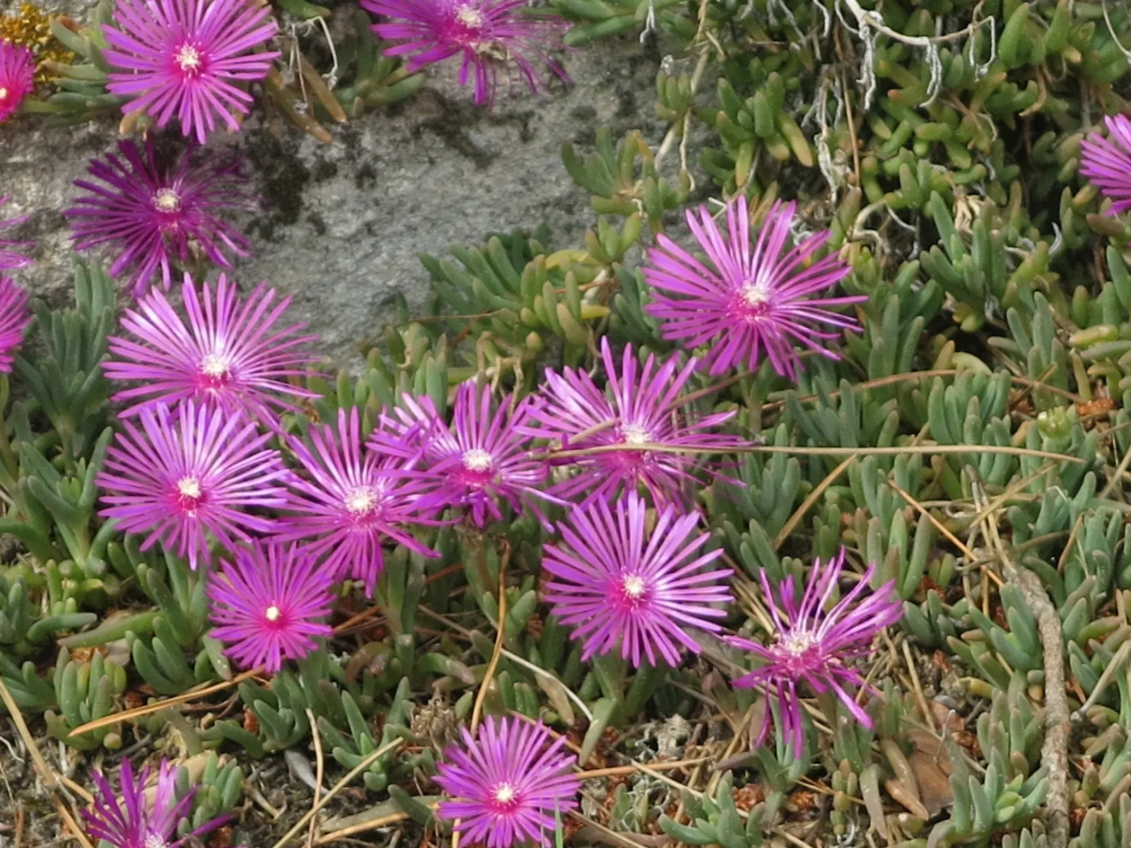 Hardy Ice Plant (Delosperma Cooperi) — Its fleshy, evergreen foliage adds year-round interest